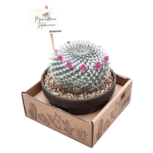 MAMMILLARIA HAHNIANA - TERRACOTTA BOWL Ø 15 - IN CARDBOARD BOX (CACTUS)