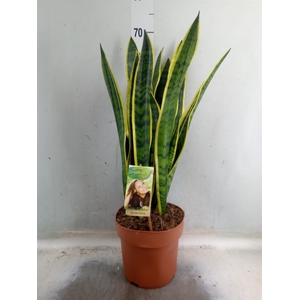 Sansevieria trifa. 'Laurentii'