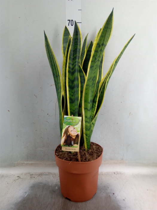 <h4>Sansevieria trifa. 'Laurentii'</h4>