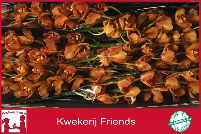 <h4>CYMB T KING ALEX</h4>