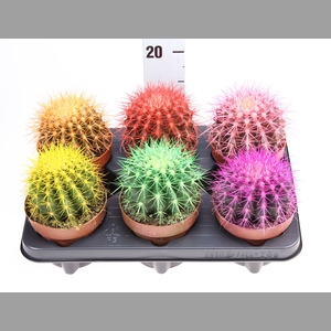 Echinocactus grusonii