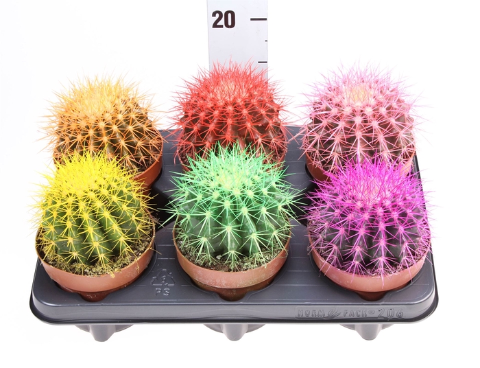 <h4>Echinocactus grusonii</h4>