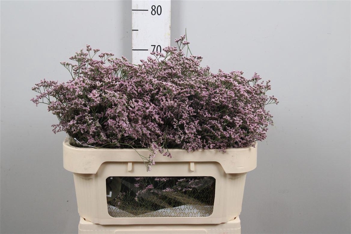 <h4>Lim Saf Oshi Pink</h4>