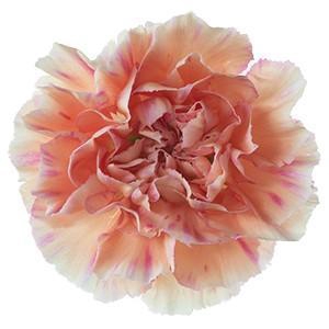 Dianthus st happy hoshi