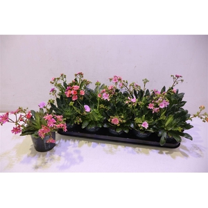 arr8 Lewi Co Happy Co Gem