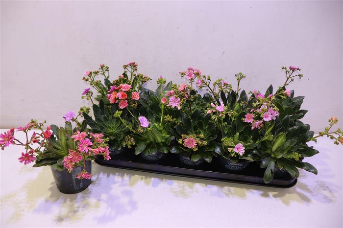 <h4>arr8 Lewi Co Happy Co Gem</h4>