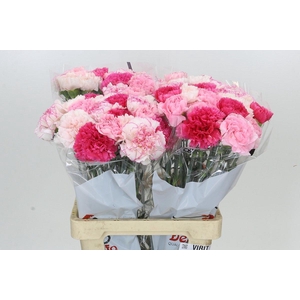 Dianthus St Rainbow Mix Pink