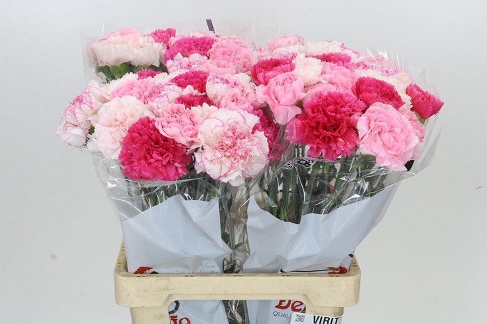 <h4>Dianthus St Rainbow Mix Pink</h4>