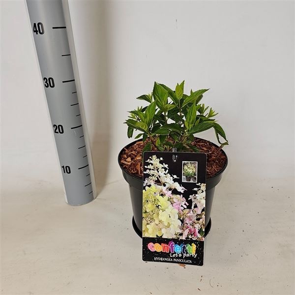 <h4>Hydrangea paniculata Confetti</h4>