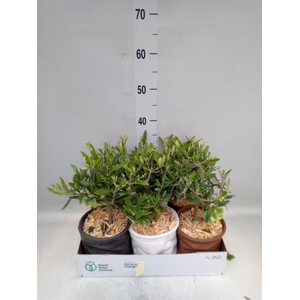 Arr.   Tuinplanten L%