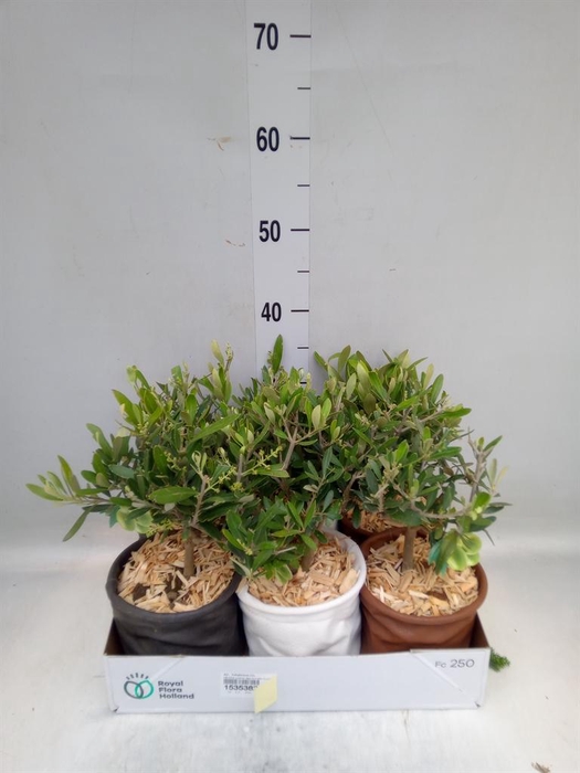 <h4>Arr. Tuinplanten L%</h4>