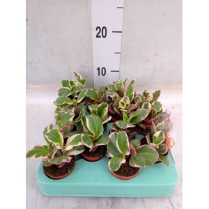 Kalanchoe NF   ...
