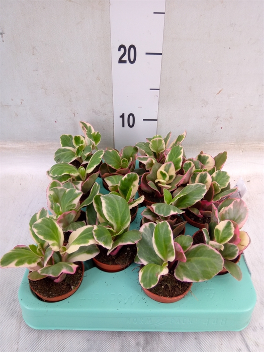 <h4>Kalanchoe NF   ...</h4>