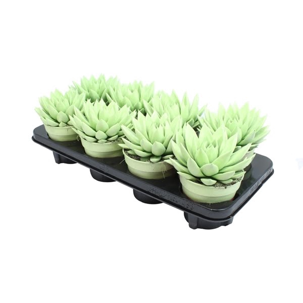 <h4>Echeveria Pastel Green</h4>