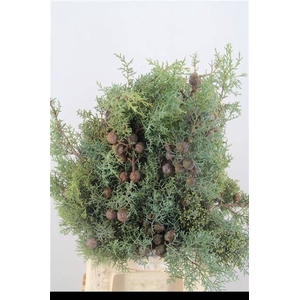 Cupressus Arizonica Stem Eenennaam