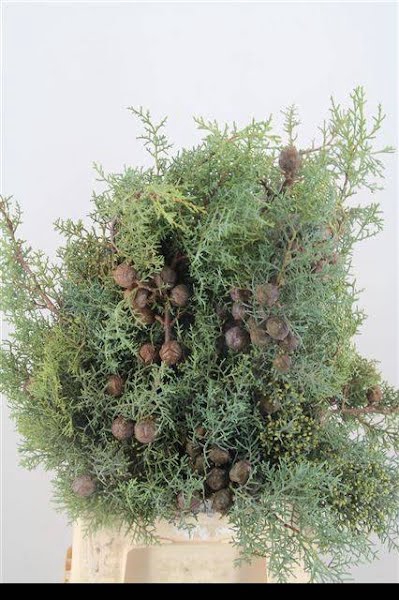 <h4>Cupressus Arizonica Stem Eenennaam</h4>