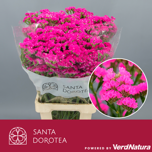 Statice Dark Pink Fuchsia