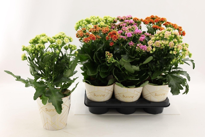 <h4>Kalanchoe</h4>