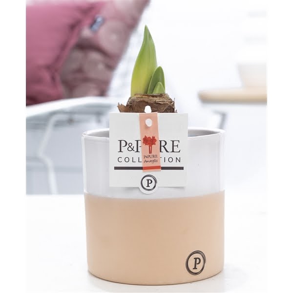 <h4>Hippeastrum red in P&PURE Rosy ceramics</h4>