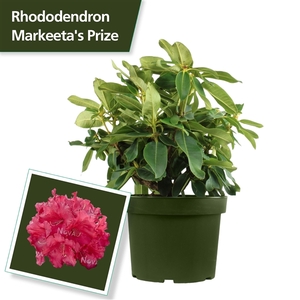 Rhodo. 'Markeeta's Prize' red