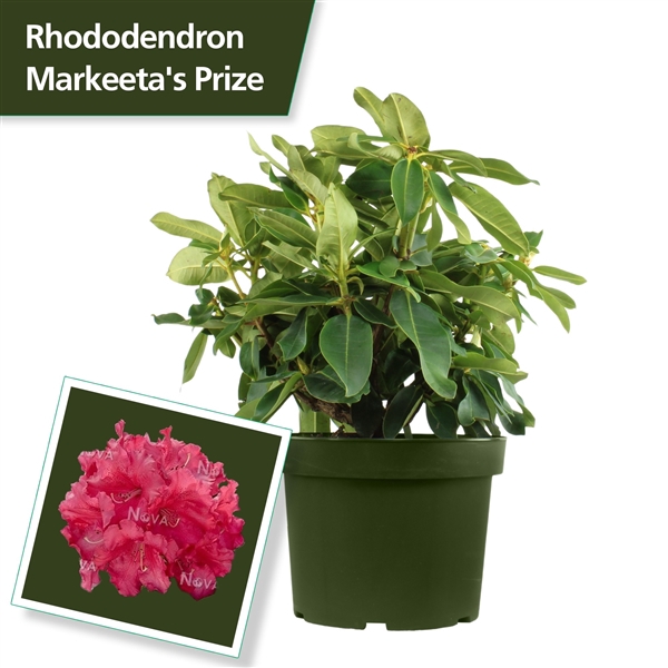 <h4>Rhodo. 'Markeeta's Prize' red</h4>