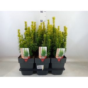 Taxus baccata 'David'