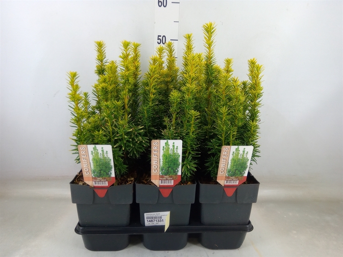 <h4>Taxus baccata 'David'</h4>