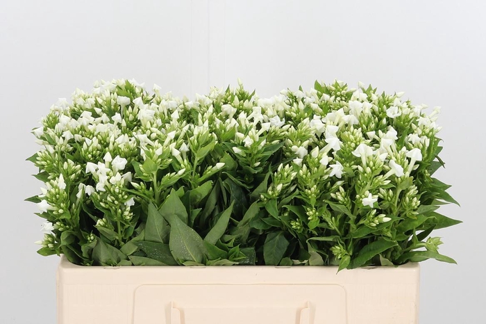 <h4>Phlox P Snowy</h4>