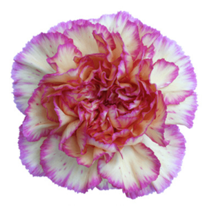 Di St Sunny Komachi Bicolor Purple 75cm CO