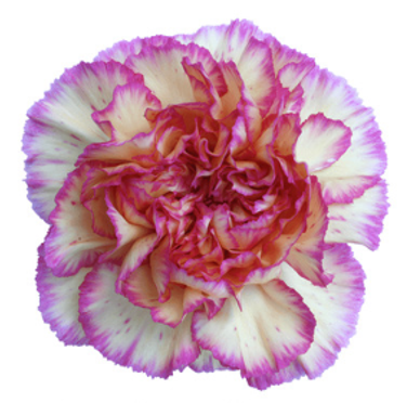 <h4>Di St Sunny Komachi Bicolor Purple 75cm CO</h4>