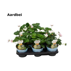 Fragaria   ...