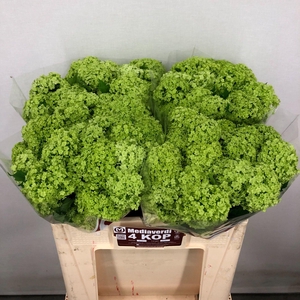 Viburnum Greenhouse 4 Kop Mediaverdi