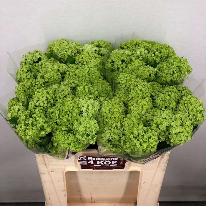<h4>Viburnum Greenhouse 4 Kop Mediaverdi</h4>