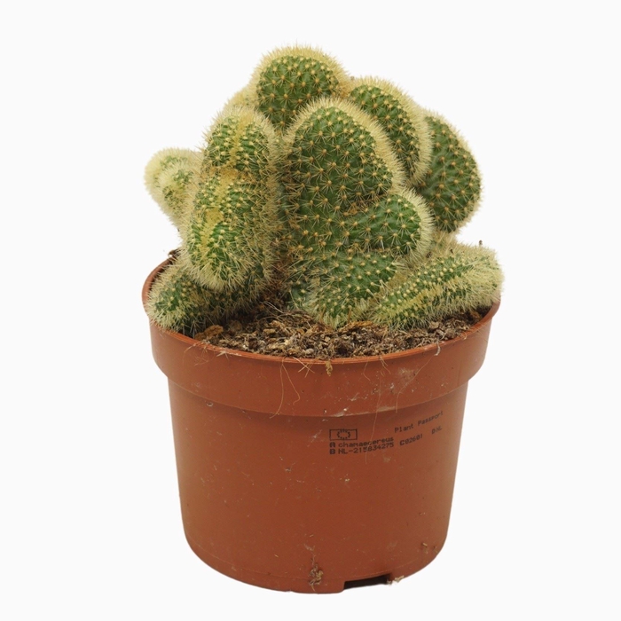 <h4>Cactus</h4>