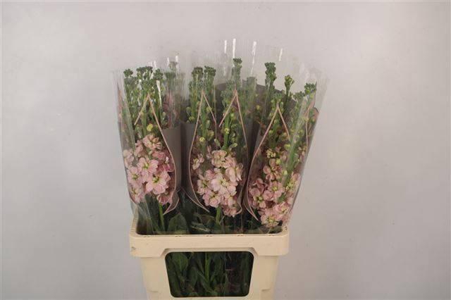 <h4>MATTH PHANT APRICOT</h4>