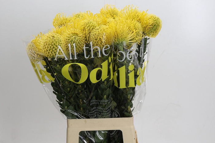 <h4>Nutans High Gold</h4>