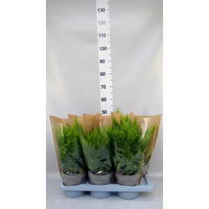 Nephrolepis exal. 'Sonata'