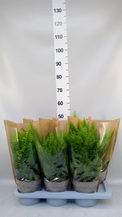 <h4>Nephrolepis exal. 'Sonata'</h4>