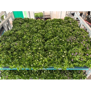 EXACUM OV