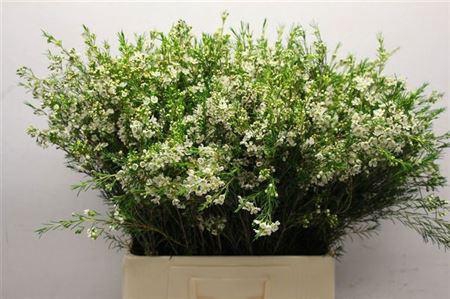 <h4>Chame Un Luna</h4>