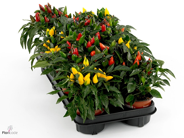 Capsicum annuum 'Favorit'   ...mix