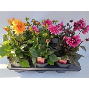 Dahlia Ball Grp Dalina Maxi gemengd