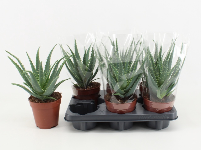 <h4>ALOE ARBORESCENS</h4>