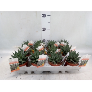 Haworthia   ...