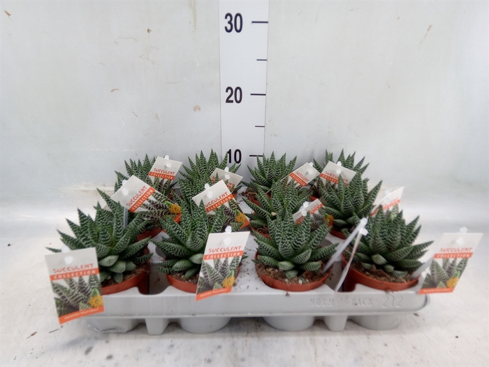 <h4>Haworthia   ...</h4>