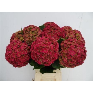 Hydr M Roy Anasta Cl