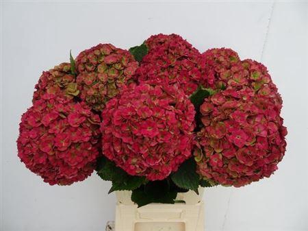 <h4>Hydr M Roy Anasta Cl</h4>