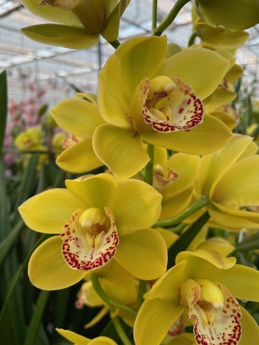 Cymbidium Hans