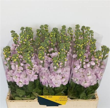 <h4>Matth Mathilda Pink</h4>