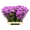 Limonium Sinuatum Pink Rosa